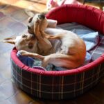 ways to entertain your dog at home