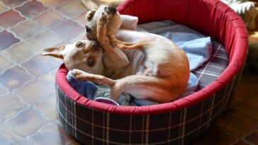 ways to entertain your dog at home