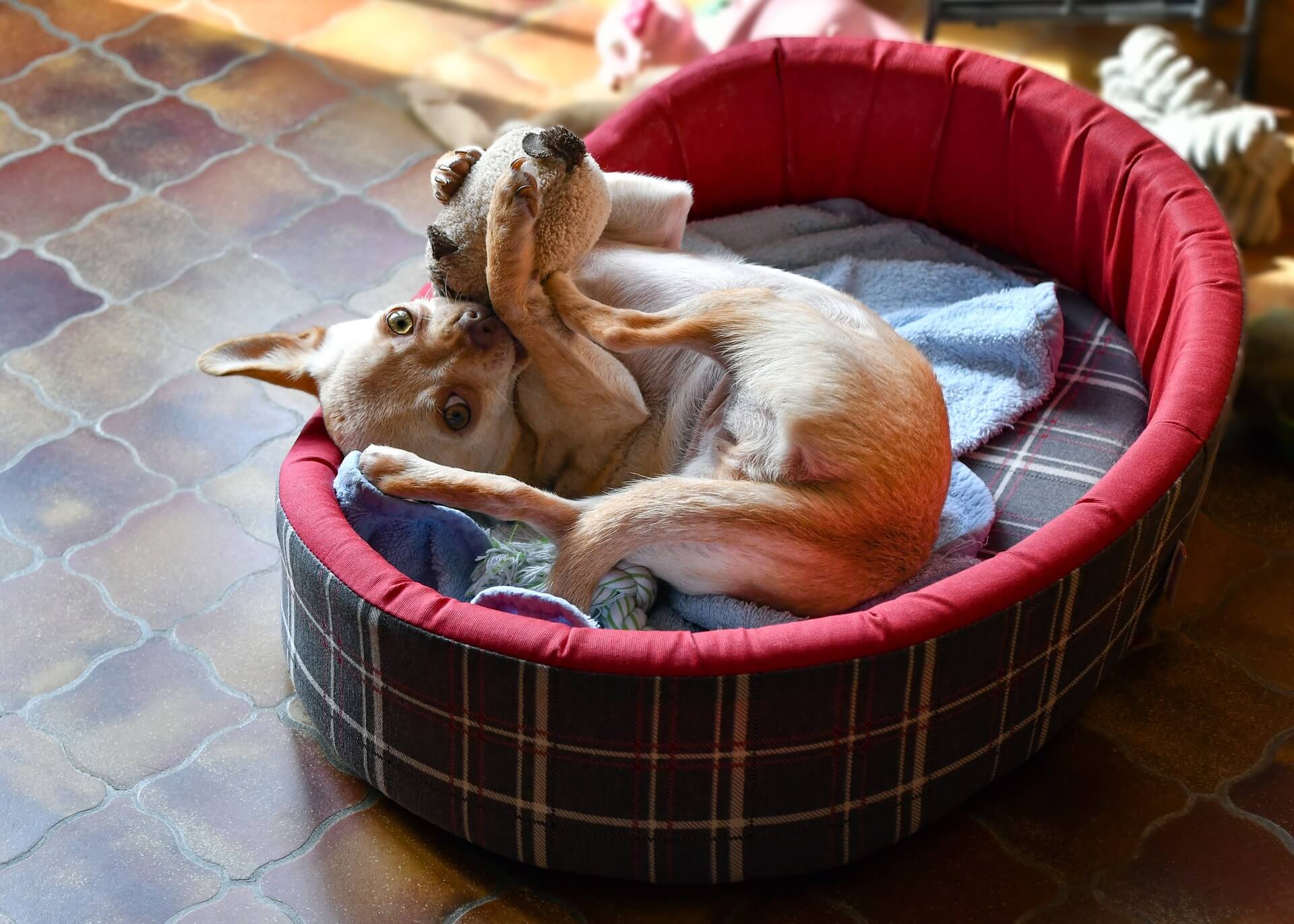 ways to entertain your dog at home