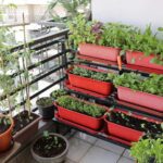 grow your own kitchen garden