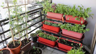 grow your own kitchen garden