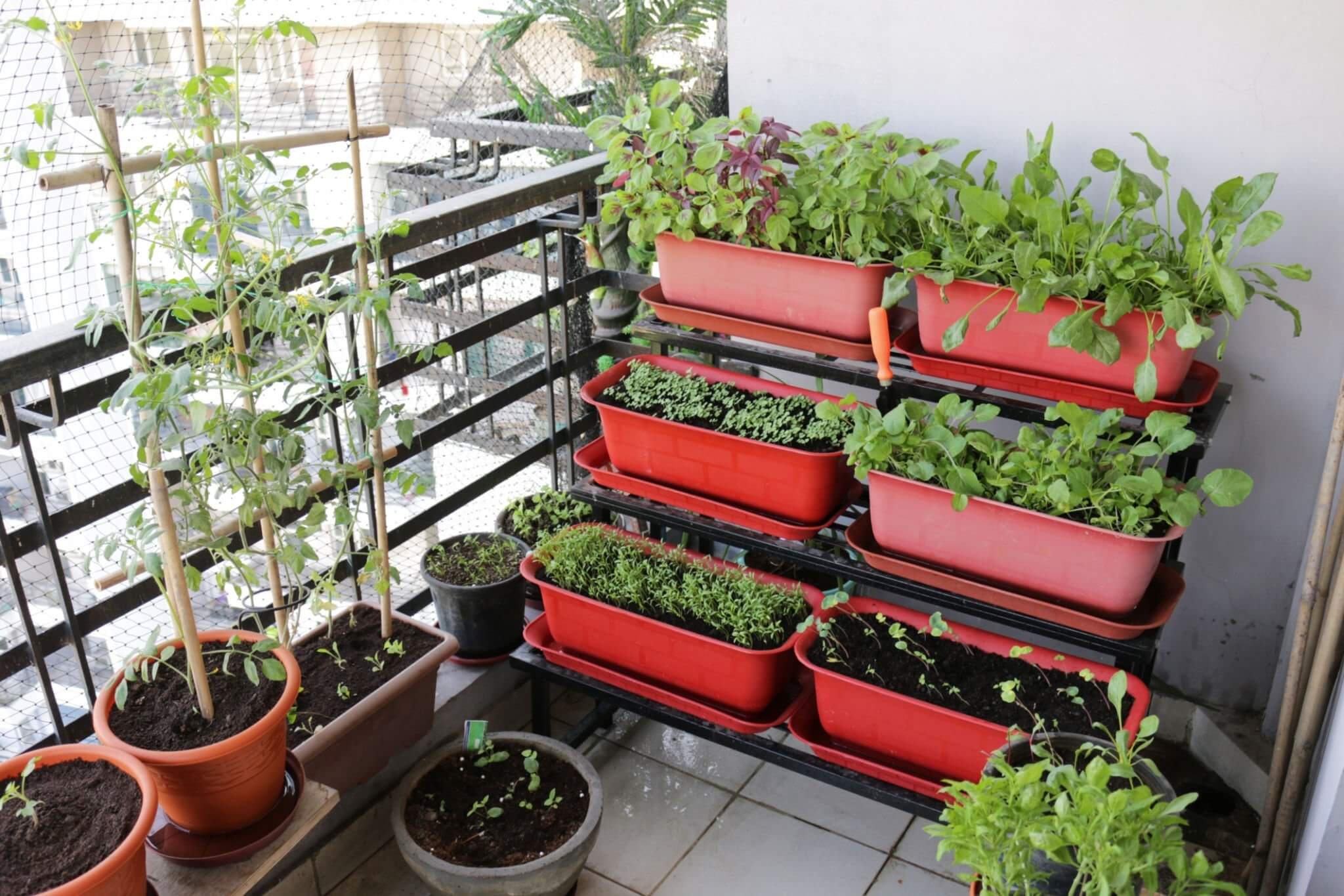 Grow Your Own Kitchen Garden And Save Money!
