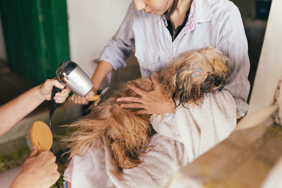 Dog Grooming at Home