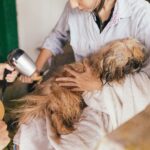 Dog Grooming at Home