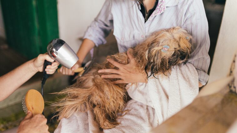 Dog Grooming at Home