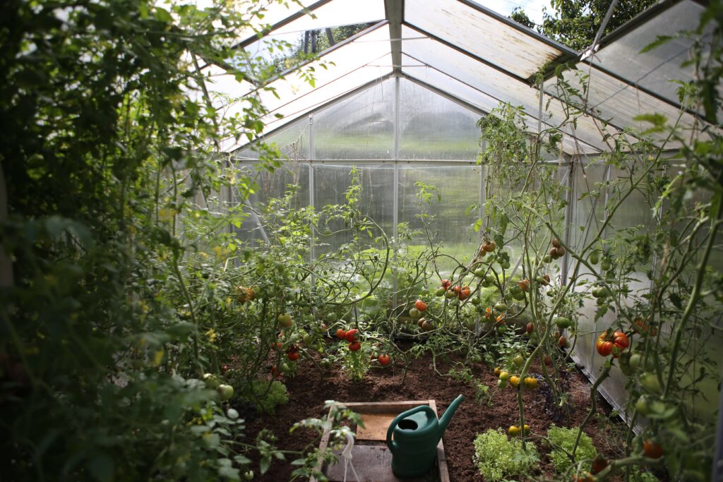 grow your own food