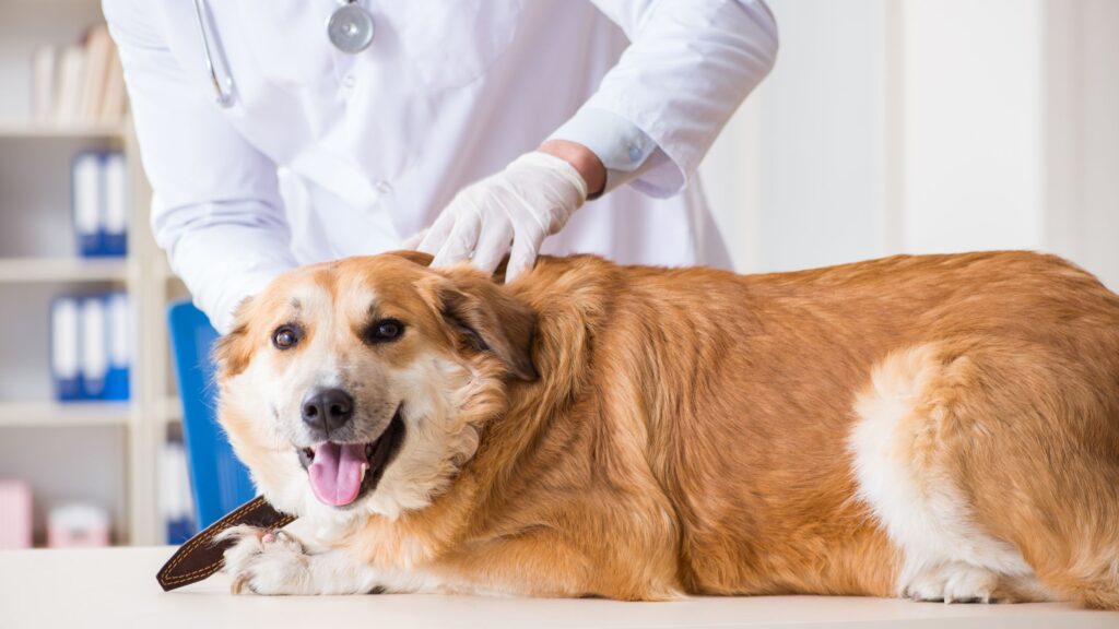 Dog getting treatment from doctor