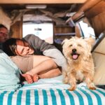 Road Trip with Your Pets