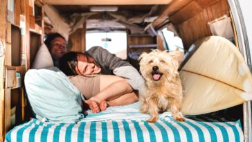 Road Trip with Your Pets